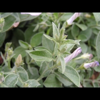 Convolvulus sabatius Viv. (fam Convolvulacees) (Europe du sud, Afr. Nord) (3)